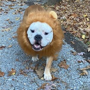 Dog Lion Mane Costume - XL